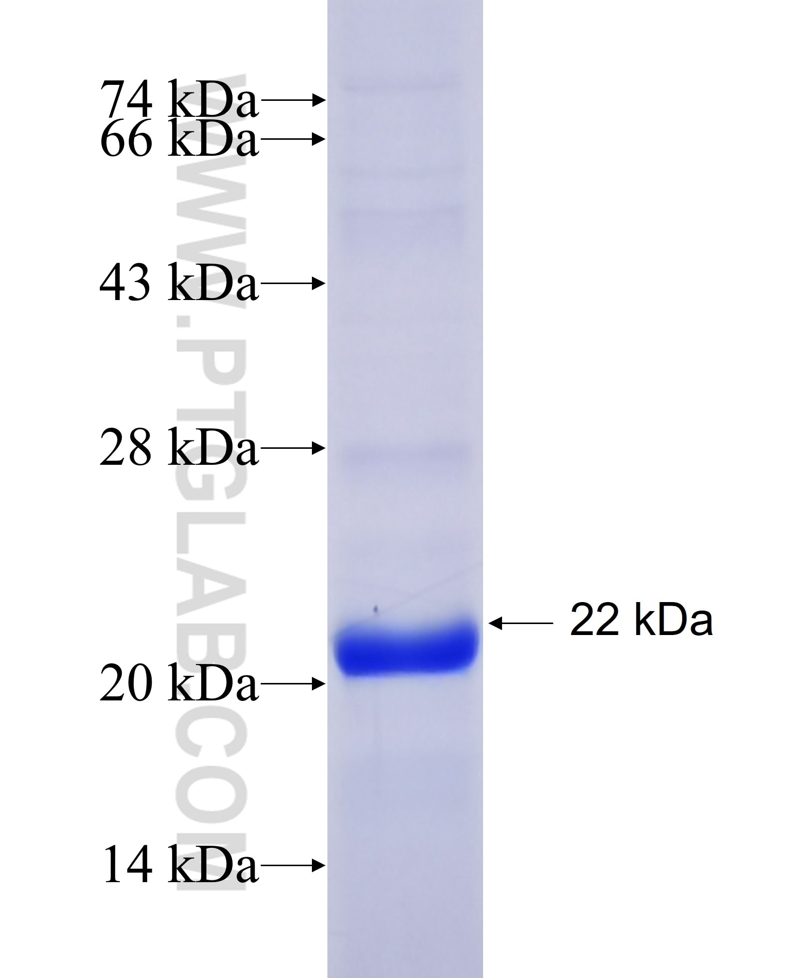 IFNB1 fusion protein Ag26332 SDS-PAGE