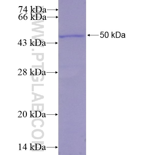IFNE fusion protein Ag15803 SDS-PAGE