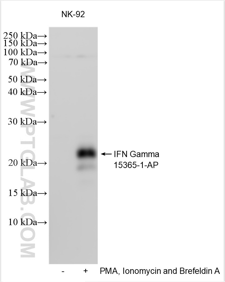 Western Blot (WB) analysis of various lysates using IFN Gamma Polyclonal antibody (15365-1-AP)