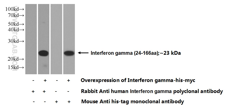 IFN Gamma Polyclonal antibody