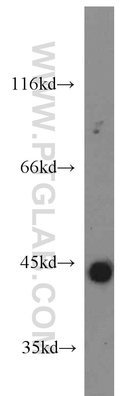 IFN Gamma Polyclonal antibody