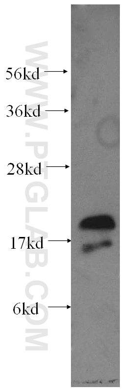 Western Blot (WB) analysis of U-937 cells using IFNG Monoclonal antibody (60101-1-Ig)