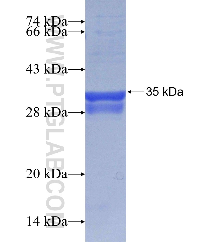IFNG fusion protein Ag30371 SDS-PAGE
