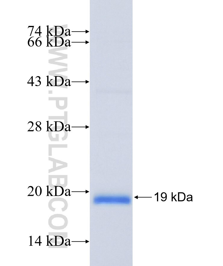 IFNG fusion protein Ag8320 SDS-PAGE