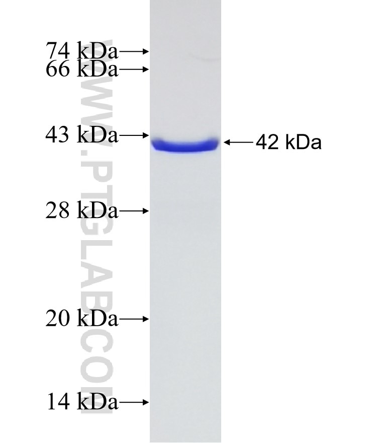 IFNG fusion protein Ag8321 SDS-PAGE