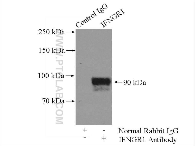 Immunoprecipitation (IP) experiment of HepG2 cells using IFNGR1 Polyclonal antibody (10808-1-AP)