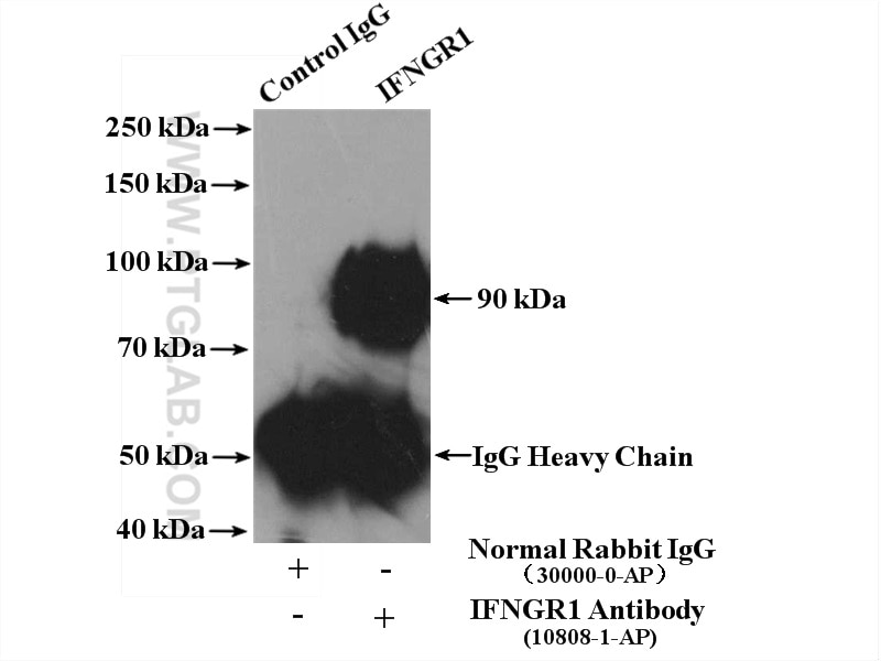 Immunoprecipitation (IP) experiment of HepG2 cells using IFNGR1 Polyclonal antibody (10808-1-AP)