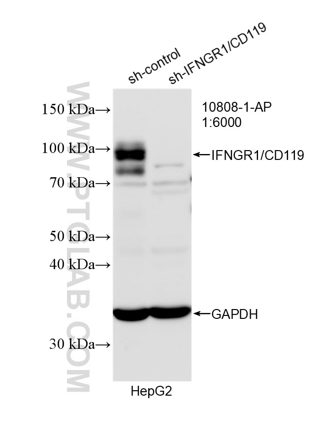 WB analysis of HepG2 using 10808-1-AP Western Blot (WB) analysis of HepG2 cells using IFNGR1/CD119 Polyclonal antibody (10808-1-AP)
