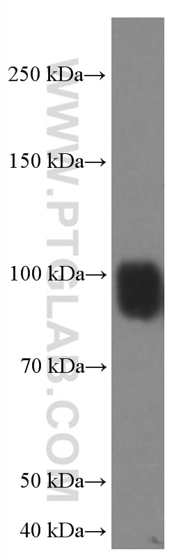 Western Blot (WB) analysis of HeLa cells using IFNGR1 Monoclonal antibody (66704-1-Ig)