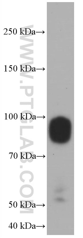 Western Blot (WB) analysis of HEK-293 cells using IFNGR1 Monoclonal antibody (66704-1-Ig)