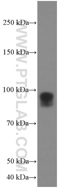 Western Blot (WB) analysis of T-47D cells using IFNGR1 Monoclonal antibody (66704-1-Ig)