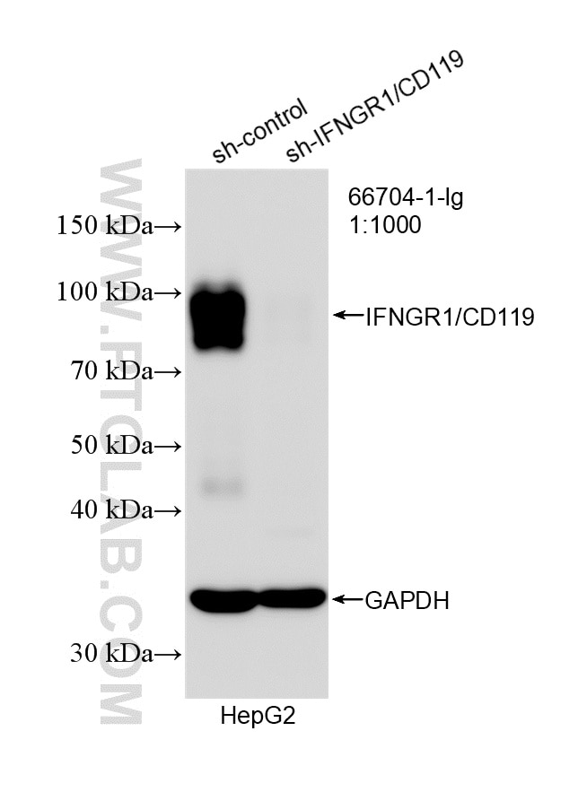 WB analysis of HepG2 using 66704-1-Ig Western Blot (WB) analysis of HepG2 cells using IFNGR1/CD119 Monoclonal antibody (66704-1-Ig)