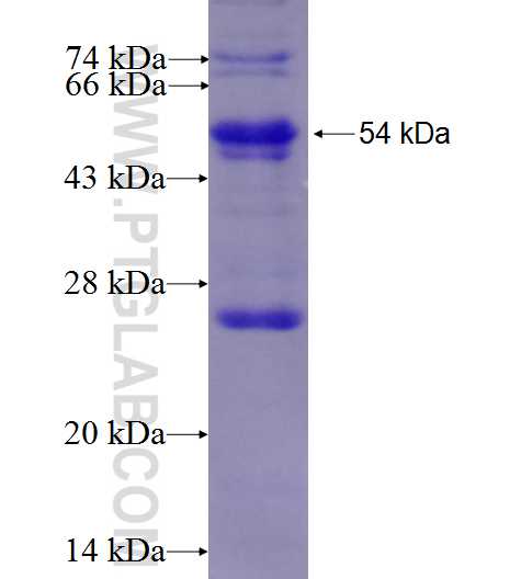 IFNGR1 fusion protein Ag27085 SDS-PAGE