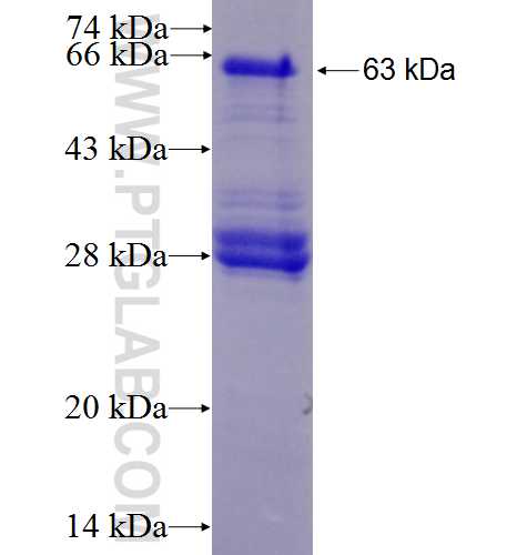 IFNGR1 fusion protein Ag1114 SDS-PAGE