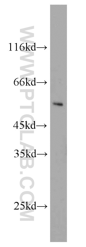 Western Blot (WB) analysis of HepG2 cells using IFNGR2 Polyclonal antibody (10266-1-AP)