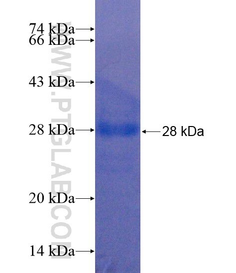 IFNGR2 fusion protein Ag22318 SDS-PAGE
