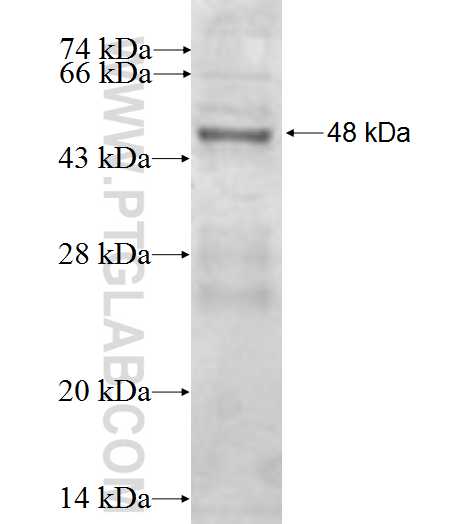 IFNGR2 fusion protein Ag0317 SDS-PAGE