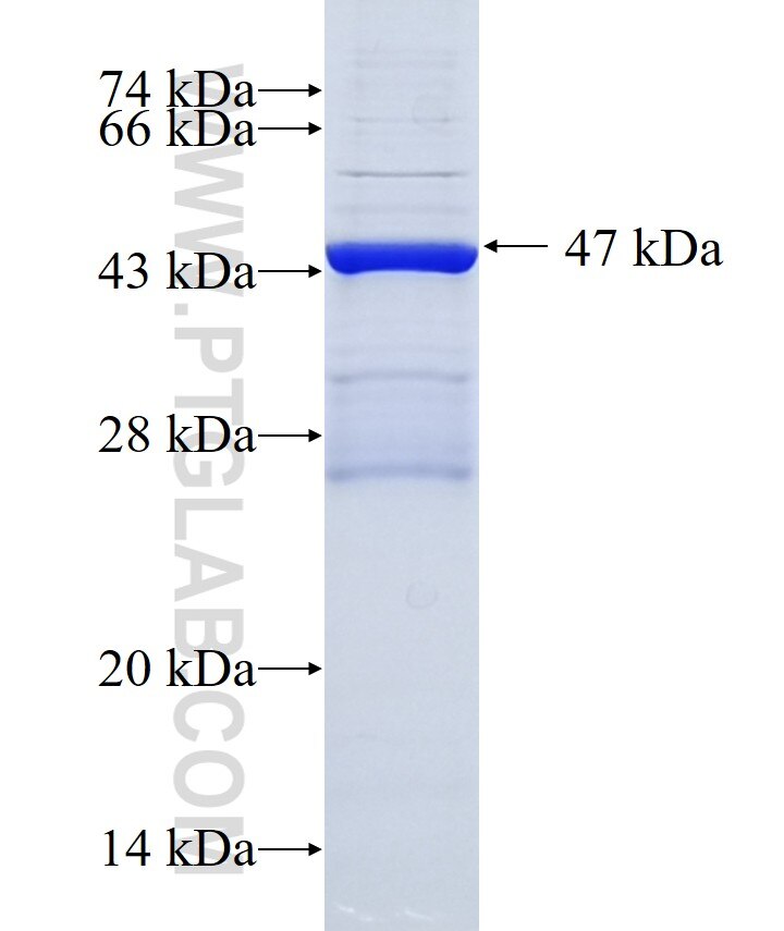 IFNGR2 fusion protein Ag0317 SDS-PAGE