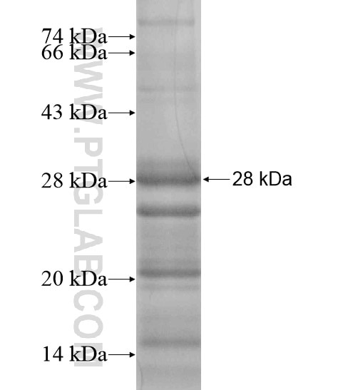 IFNK fusion protein Ag19397 SDS-PAGE