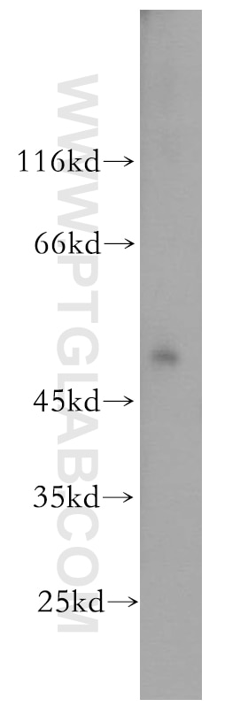 Western Blot (WB) analysis of human skeletal muscle tissue using IFRD1 Polyclonal antibody (12939-1-AP)