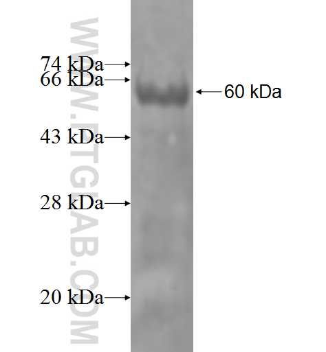 IFRD1 fusion protein Ag3988 SDS-PAGE