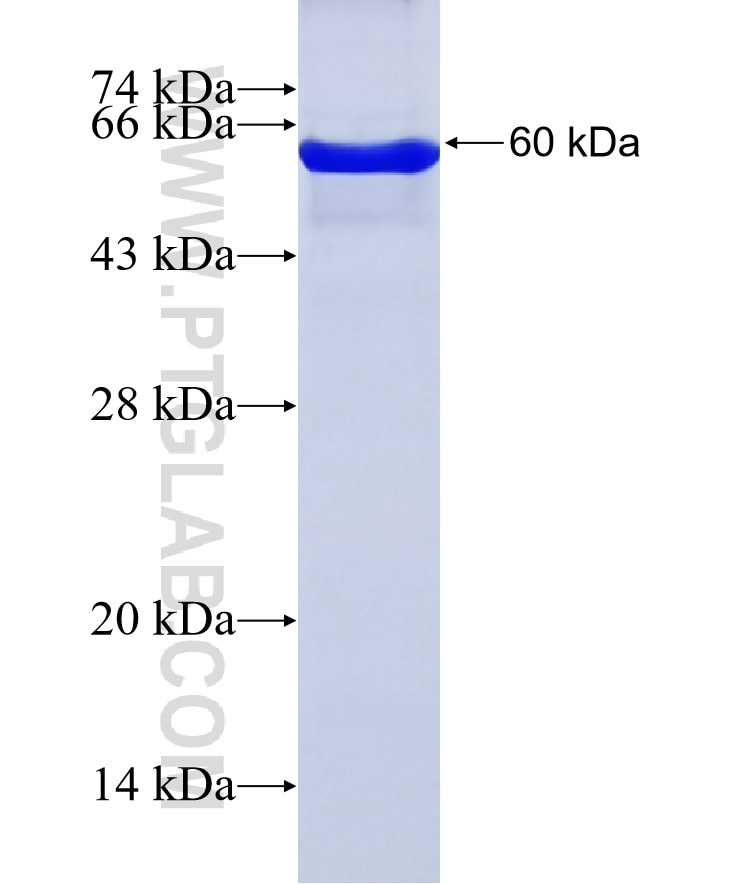 IFRD1 fusion protein Ag3988 SDS-PAGE