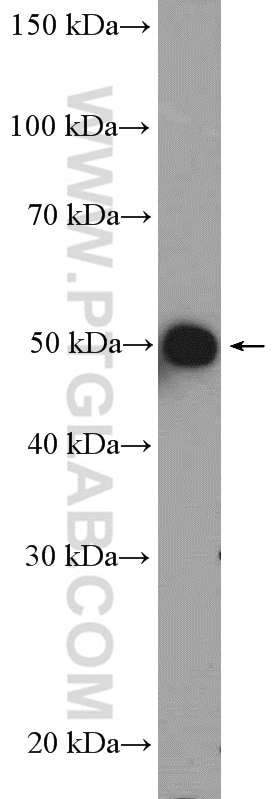 Western Blot (WB) analysis of A549 cells using IFRD2 Polyclonal antibody (10649-1-AP)