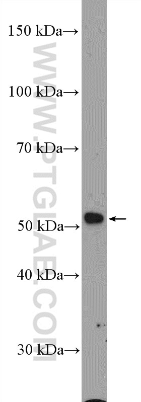 Western Blot (WB) analysis of PC-3 cells using IFRD2 Polyclonal antibody (10649-1-AP)