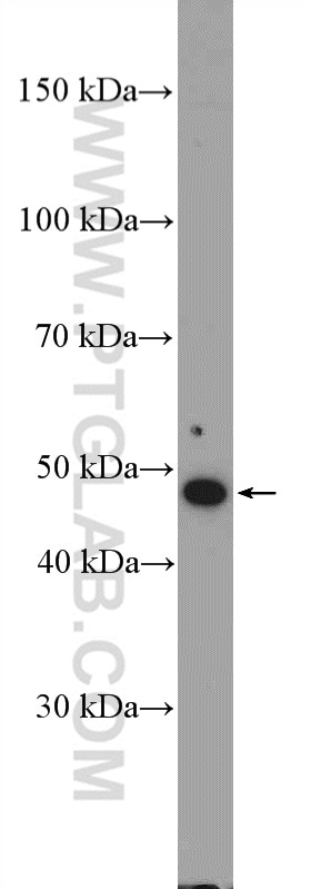 Western Blot (WB) analysis of HeLa cells using IFRD2 Polyclonal antibody (10649-1-AP)