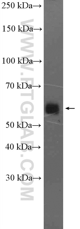 Western Blot (WB) analysis of HL-60 cells using IFRD2 Polyclonal antibody (26952-1-AP)