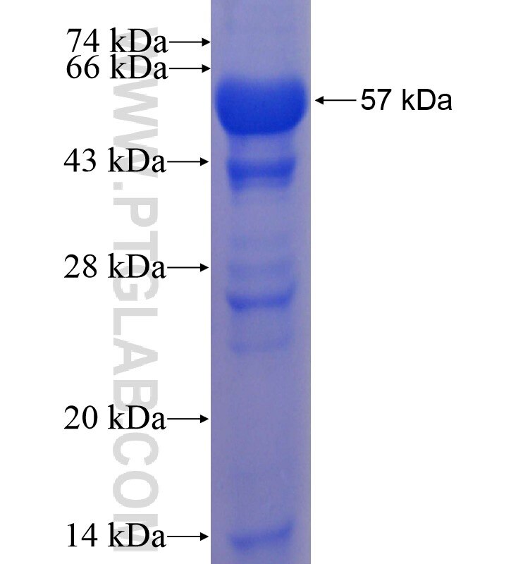 IFRD2 fusion protein Ag1021 SDS-PAGE