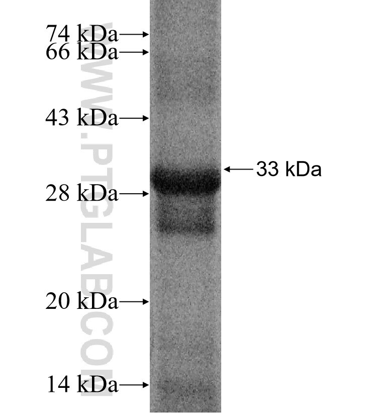 IFRG15 fusion protein Ag16156 SDS-PAGE