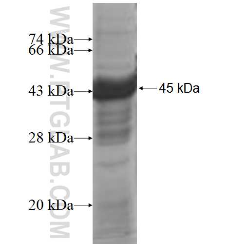 IFT122 fusion protein Ag6860 SDS-PAGE