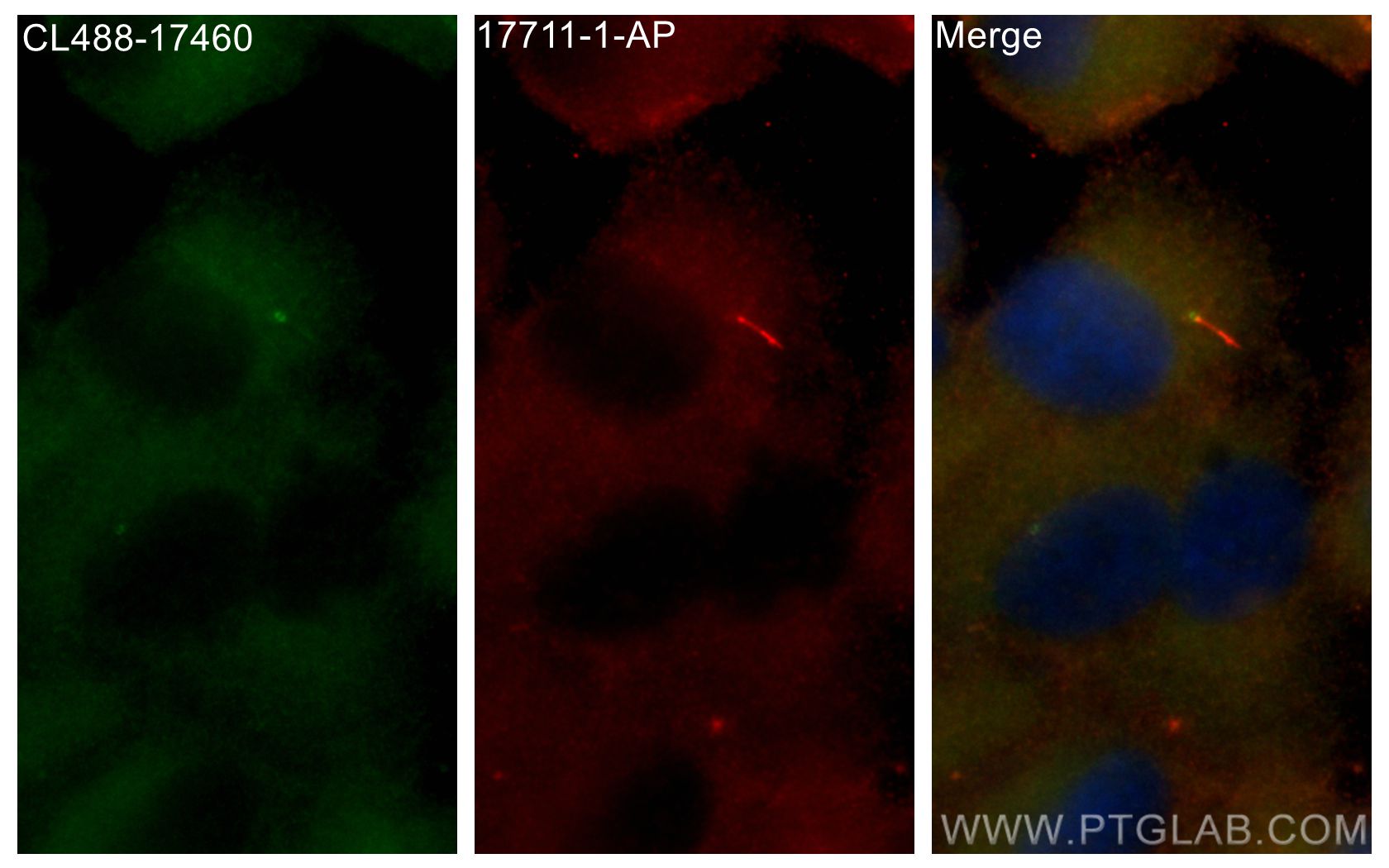 Immunofluorescence (IF) / fluorescent staining of hTERT-RPE1 cells using CoraLite® Plus 488-conjugated IFT140 Polyclonal an (CL488-17460)