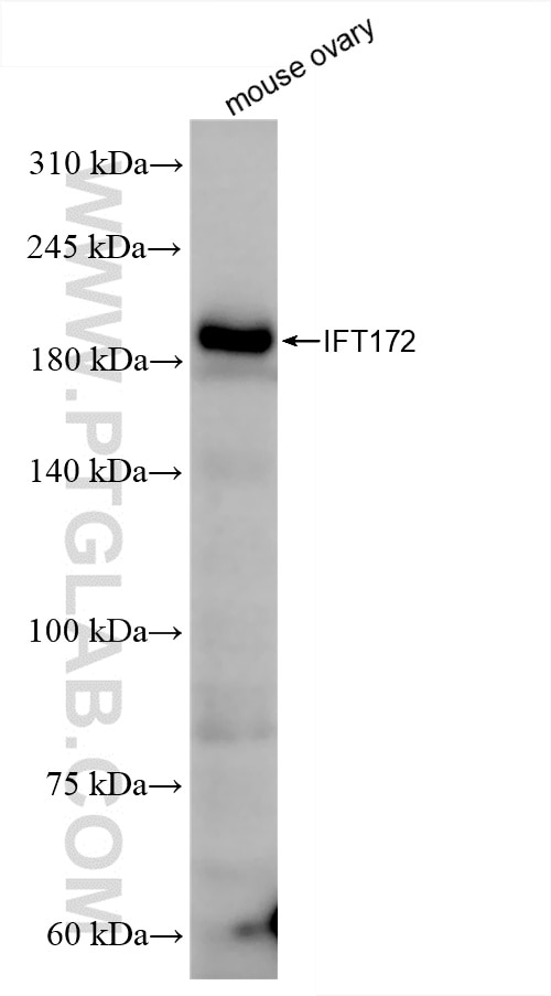 Western Blot (WB) analysis of mouse ovary tissue using IFT172 Recombinant antibody (86109-1-RR)