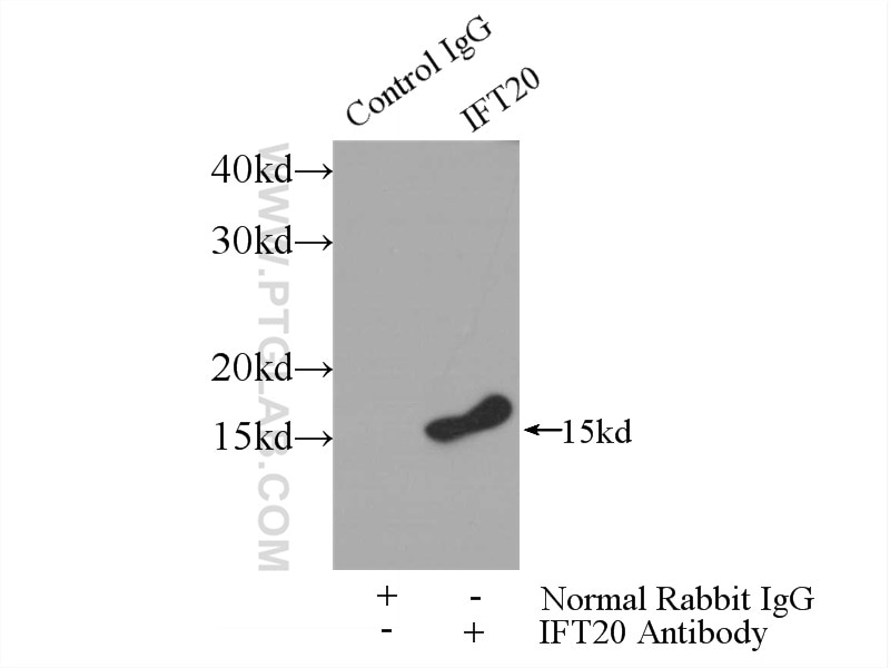 Immunoprecipitation (IP) experiment of mouse testis tissue using IFT20 Polyclonal antibody (13615-1-AP)