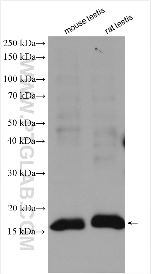 Western Blot (WB) analysis of various lysates using IFT20 Polyclonal antibody (13615-1-AP)