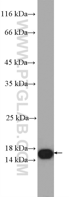 Western Blot (WB) analysis of HEK-293 cells using IFT20 Polyclonal antibody (13615-1-AP)