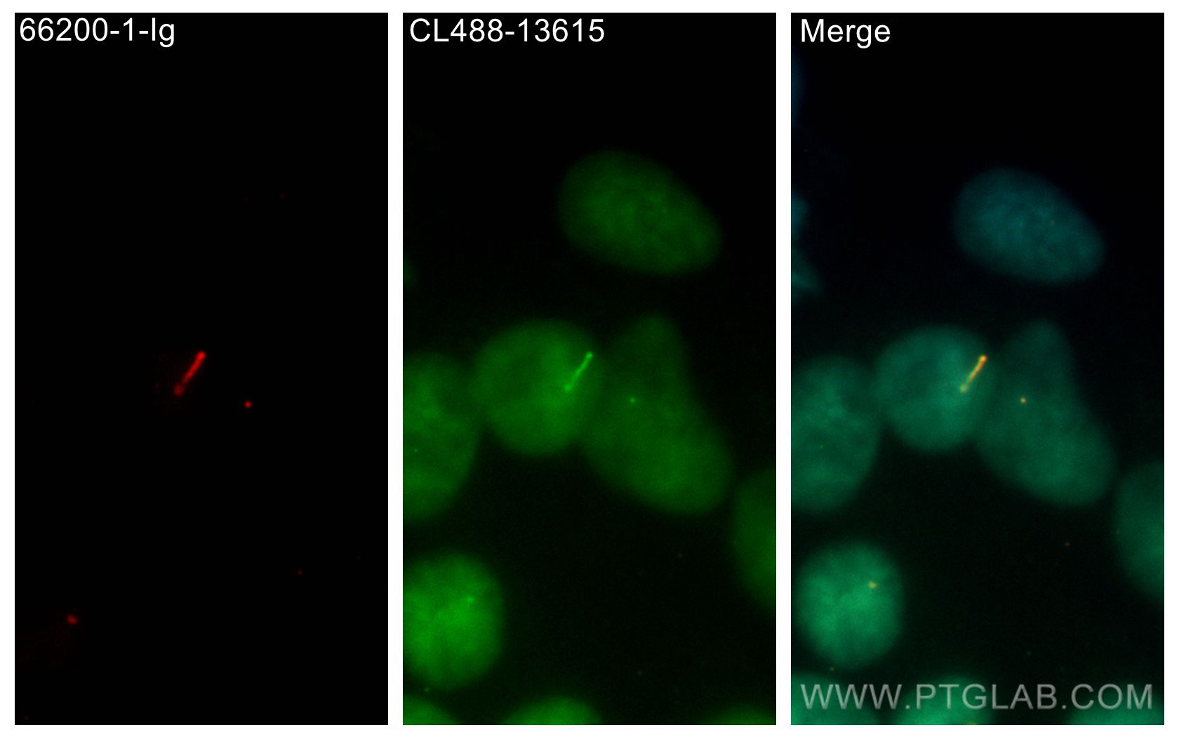 Immunofluorescence (IF) / fluorescent staining of hTERT-RPE1 cells using CoraLite® Plus 488-conjugated IFT20 Polyclonal ant (CL488-13615)