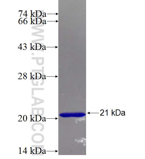 IFT20 fusion protein Ag4718 SDS-PAGE