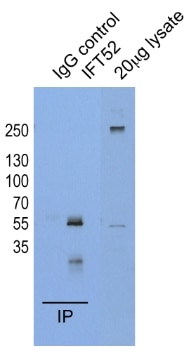 Immunoprecipitation (IP) experiment of HeLa cells using IFT52 Polyclonal antibody (17534-1-AP)