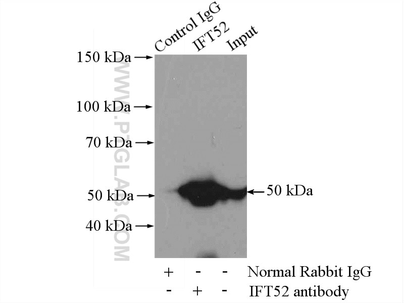 Immunoprecipitation (IP) experiment of mouse testis tissue using IFT52 Polyclonal antibody (17534-1-AP)
