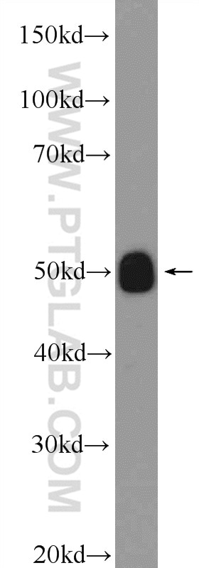Western Blot (WB) analysis of mouse testis tissue using IFT52 Polyclonal antibody (17534-1-AP)