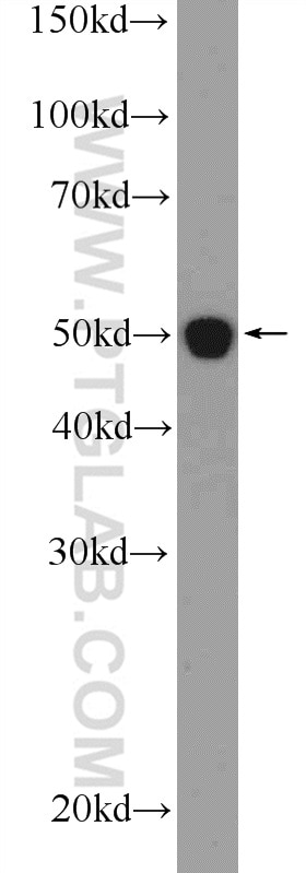 Western Blot (WB) analysis of MDCK cells using IFT52 Polyclonal antibody (17534-1-AP)