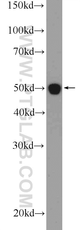 WB analysis of MDCK using 17534-1-AP