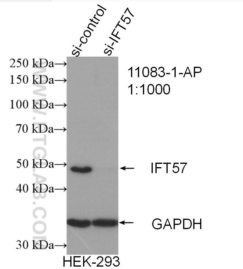 Western Blot (WB) analysis of HEK-293 cells using IFT57 Polyclonal antibody (11083-1-AP)