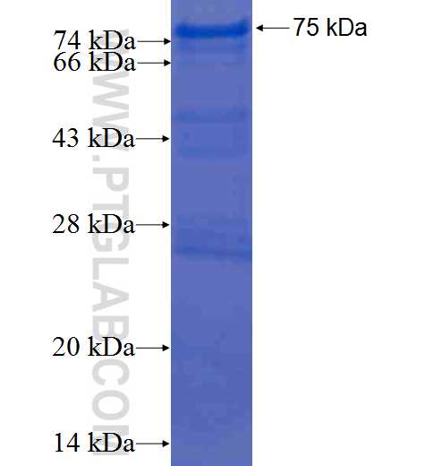 IFT57 fusion protein Ag1566 SDS-PAGE