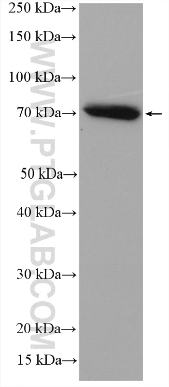 Western Blot (WB) analysis of HEK-293 cells using IFT74 Polyclonal antibody (27334-1-AP)