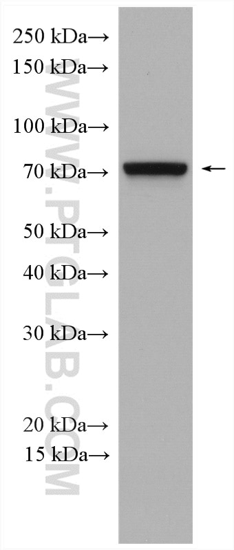 Western Blot (WB) analysis of NIH/3T3 cells using IFT74 Polyclonal antibody (27334-1-AP)