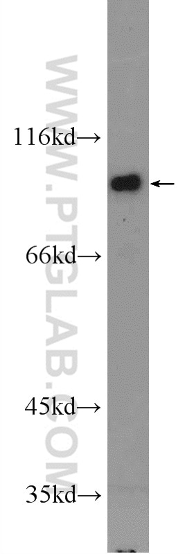 Western Blot (WB) analysis of NIH/3T3 cells using IFT80 Polyclonal antibody (25230-1-AP)